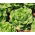Salad butterhead salad "Semua Tahun Pusingan" - 855 biji -  Lactuca sativa var. Capitata - benih