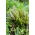 Wood dock "Blutampfer"; bloody dock, blood dock, bloodwort, bloody wood dock, redvein dock