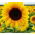 Соняшник "Соня" \ t - Helianthus annuus - насіння