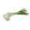 Onion "Wolf" - wintering variety