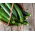 Calabacín - Cora F1 - Cucurbita pepo  - semillas
