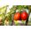 Pomodoro - Cencara F1 - serra - Lycopersicon esculentum Mill  - semi