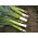 Porro - Pancho - Allium ampeloprasum L. - semi