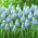 ผักตบชวา Grape Aqua Magic - 10 ชิ้น - Muscari
