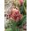 Tulip Boa Vista – 5 pcs