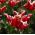 Тюльпан Elegant Crown - 5 шт - Tulipa Elegant Crown