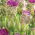 Tulip Purple Tower – 5 pcs