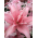 Liljat Asiatic - Elodie - Lilium Asiatic Elodie