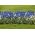Traubenhyazinthe - Muscari - weiß-blaue Komposition - 60 Stück