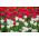 Tulipes blanches et rouges - grand paquet ! - 50 pièces - 
