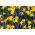 Ensemble bleu – jaune - Jacinthe grappe + Jonquille - 60 pcs - 