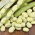 ถั่วปากอ้า "Witkiem" - ความหลากหลายในช่วงต้น - Vicia faba L. - เมล็ด