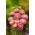 Princess aster "Sandra" - pink - 225 biji - Callistephus chinensis 