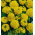 Fløjlsblomst - Opret - Cupido - gul - Tagetes erecta nana - frø