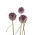 Ornamental garlic Summer Drummer – large pack! – 20 pcs
