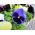 Bandera de Estonia - Semillas de 3 variedades de plantas con flores. - 