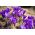 Crocus, Krokus Flower Record - 10 Zwiebeln