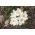 Crocus Jeanne d'Arc - paket besar! - 200 pcs - 