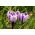 Crocus King of the Striped - paquete de 10 piezas