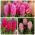 Hyacint - Rode en roze set - 27 st - 