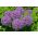 Ail ornemental Globemaster - grand paquet ! - 10 pièces - 