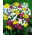 Urin og hvidløg (Allium) mix - XL pakke! - 1000 stk - 
