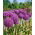 Ceapa gigant - pachet XL! - 50 buc.