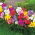 Fresia a fiore doppio - selezione del colore - confezione grande! - 100 pezzi - 