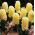 Hyacinth City of Haarlem - groot pakket! - 30 stuks - 