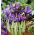 Iris George – large pack! – 100 pcs