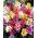Ixia Mixed – colour selection – large pack! – 150 pcs