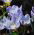 Crocus Blue Pearl - groot pakket! - 200 stuks - 