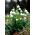 Copo de nieve de verano - paquete grande! - 50 pcs; Lirio de loddon - 