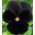 Bandera de Estonia - Semillas de 3 variedades de plantas con flores. - 