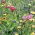 Flower Mix - Voor drogere plekken - 