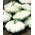 Patisson - Custard White - 24 zaden - Cucurbita pepo var. patisoniana