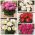 Pot peony - krāsainu šķirņu izvēle - 5 gab - 