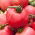 Tomate - Rodeo - Lycopersicon esculentum Mill  - semillas