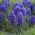 Jacinthe Blue Jacket - Grand paquet !- 30 pièces - 