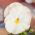 Vene lipp - kolme sordi seemned - 