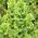 Bulgarsk flag - frø af 3 blomstrende planters sorter - 
