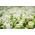 Polsk flag - frø af 2 blomstrende planters arter - 