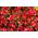 Polsk flag - frø af 2 blomstrende planters arter - 