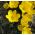Sternbergia - winter narcis - grote verpakking! - 20 stuks; herfst narcis, val narcis, lelietje-van-veld, gele herfst krokus - 