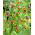 Bunga Michael Uva Vulpis - Lisie Grono - paket besar! - 100 pcs; Fritillary Michailovski - 