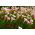 Acetosa di canna da zucchero Oxalis versicolor - confezione grande! - 20 pezzi - 