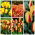 Selezione tulipano giallo-rosso - 50 pz - 