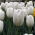 Fehér tulipán - nagy csomag! - 50 db.