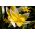 Tulipan Tarda - pakke med 5 stk - Tulipa Tarda