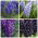 Hyacinth – Purple and violet set – 28 pcs